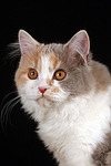 katzenfotos britisch_langhaar