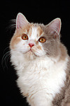katzenfotos britisch_langhaar