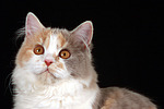 katzenfotos britisch_langhaar