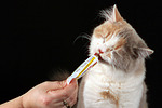 katzenfotos britisch_langhaar