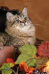katzenfotos britisch_langhaar