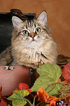 katzenfotos britisch_langhaar