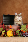 katzenfotos britisch_langhaar