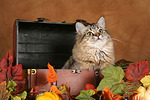 katzenfotos britisch_langhaar