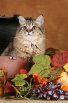 katzenfotos britisch_langhaar