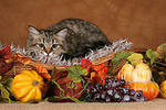 katzenfotos britisch_langhaar