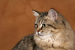 katzenfotos britisch_langhaar