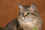 katzenfotos britisch_langhaar