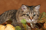 katzenfotos britisch_langhaar