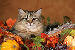 katzenfotos britisch_langhaar