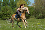 pferdefotos haflinger