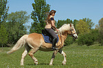 pferdefotos haflinger