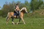 pferdefotos haflinger