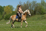 pferdefotos haflinger