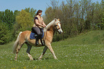 pferdefotos haflinger