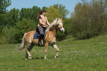 pferdefotos haflinger