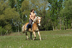 pferdefotos haflinger