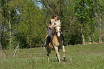 pferdefotos haflinger