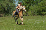 pferdefotos haflinger