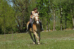 pferdefotos haflinger