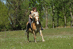 pferdefotos haflinger