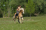pferdefotos haflinger