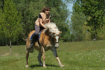 pferdefotos haflinger