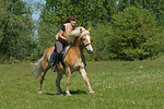 pferdefotos haflinger