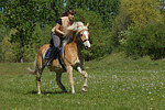 pferdefotos haflinger