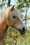 pferdefotos haflinger