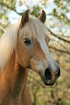 pferdefotos haflinger