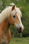 pferdefotos haflinger