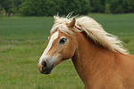 pferdefotos haflinger