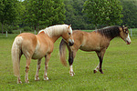 pferdefotos haflinger