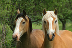 pferdefotos haflinger