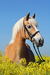 pferdefotos haflinger