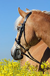 pferdefotos haflinger