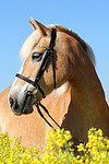 pferdefotos haflinger