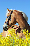 pferdefotos haflinger