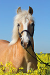 pferdefotos haflinger