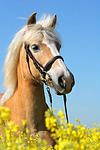 pferdefotos haflinger