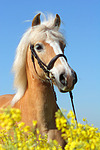 pferdefotos haflinger