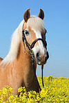 pferdefotos haflinger