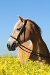 pferdefotos haflinger