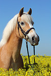 pferdefotos haflinger