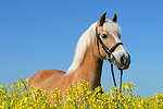 pferdefotos haflinger