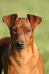 hundefotos zwergpinscher