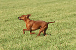 hundefotos zwergpinscher
