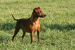 hundefotos zwergpinscher