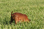 hundefotos zwergpinscher